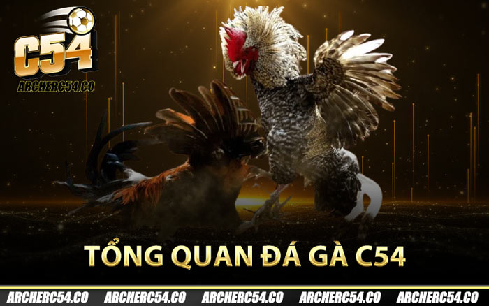 Tổng quan đá gà C54