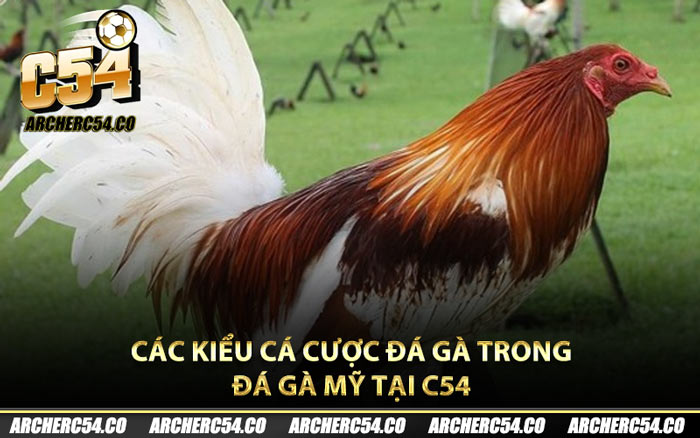 Các kiểu cá cược đá gà trong đá gà Mỹ tại C54