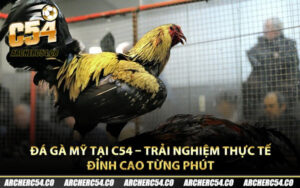 Đá Gà Mỹ Tại C54 – Trải Nghiệm Thực Tế Đỉnh Cao Từng Phút