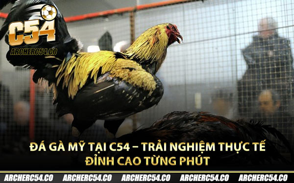 Đá Gà Mỹ Tại C54 – Trải Nghiệm Thực Tế Đỉnh Cao Từng Phút