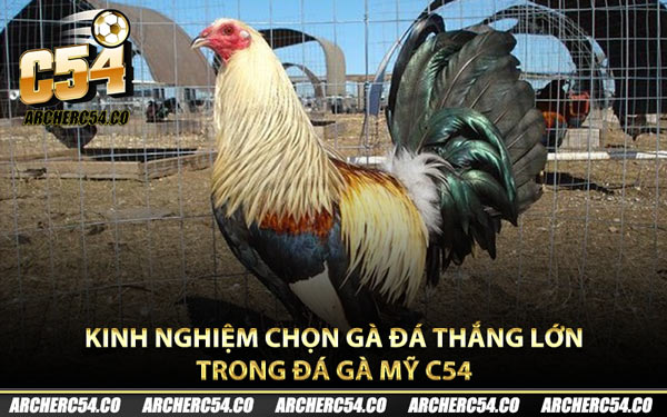 Kinh nghiệm chọn gà đá thắng lớn trong đá gà Mỹ C54