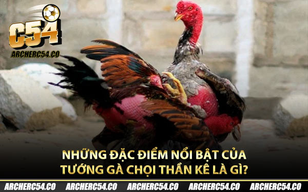 Những đặc điểm nổi bật của tướng gà chọi thần kê là gì?