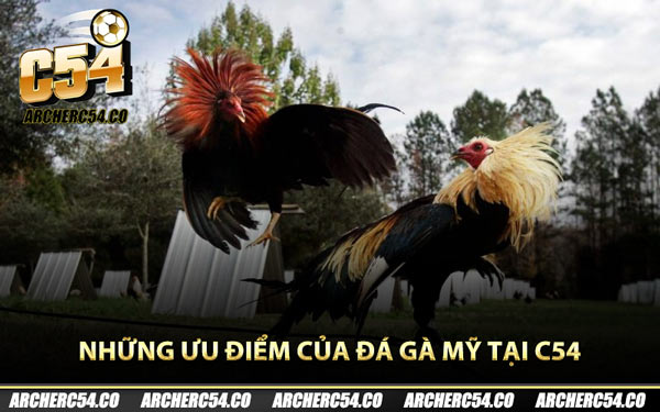 Những ưu điểm của đá gà Mỹ tại C54