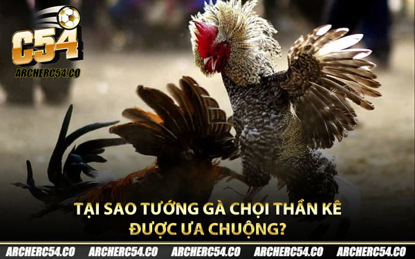 Tại sao tướng gà chọi thần kê được ưa chuộng?