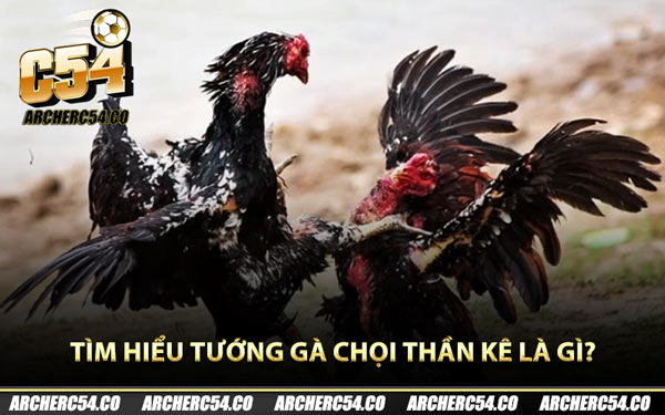 Tìm hiểu tướng gà chọi thần kê là gì?