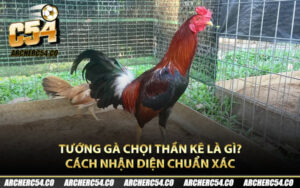 Tướng Gà Chọi Thần Kê Là Gì? Cách Nhận Diện Chuẩn Xác